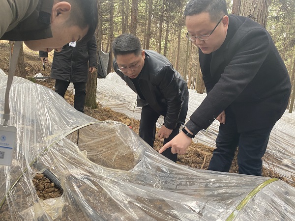 銅仁城交集團(tuán)黨委委員、副總經(jīng)理趙天勇一行赴石阡縣檢查羊肚菌基地種植情況